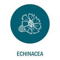 Echinacea